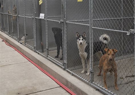 Front street animal shelter - Front Street Animal Shelter is offering free pet adoptions through Saturday, Dec. 23. Typically adoption fees cost $25 to $150 depending on the animal you adopt. You can see the full list of ...